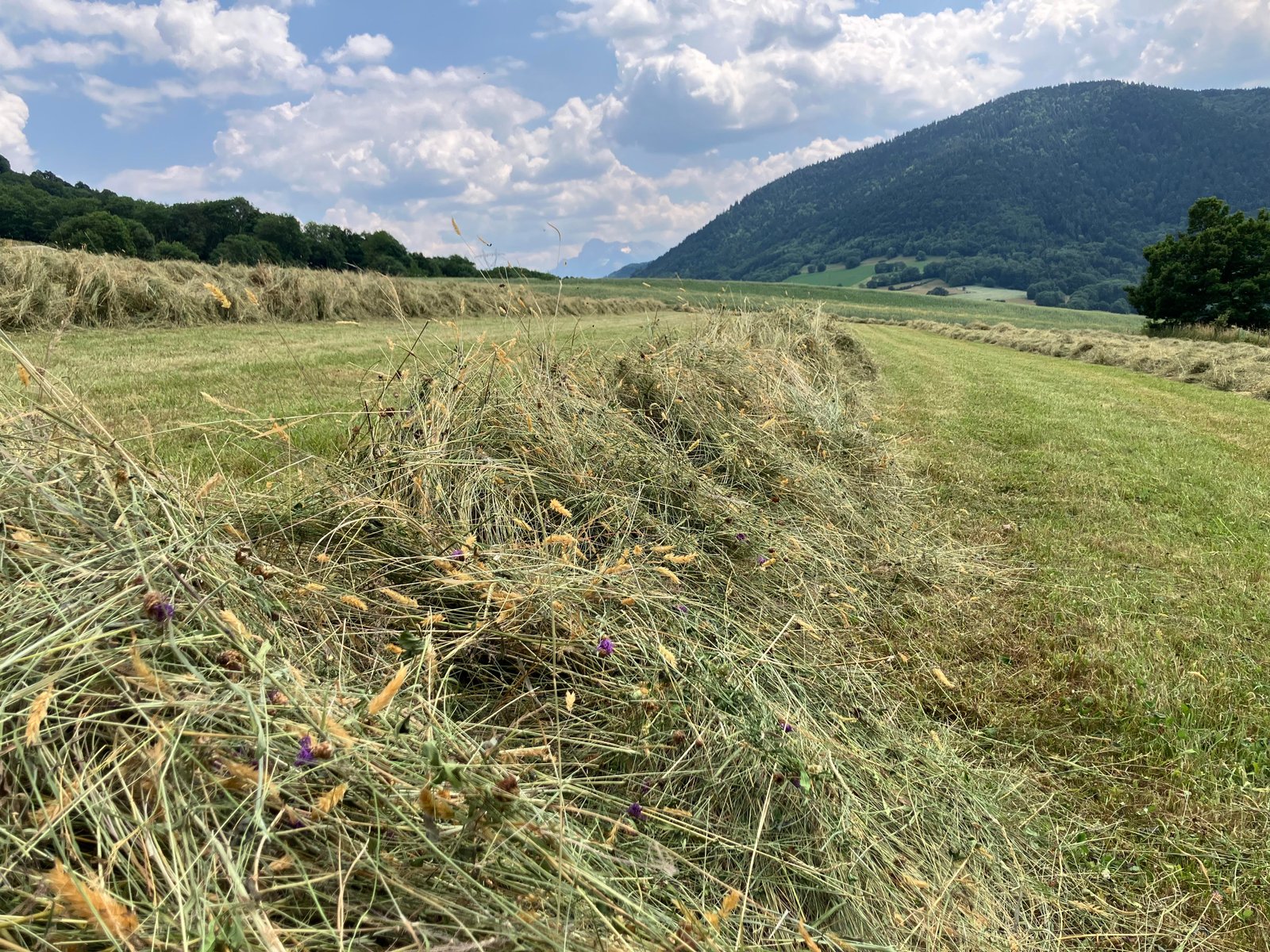 Notre exploitation familiale en montagne