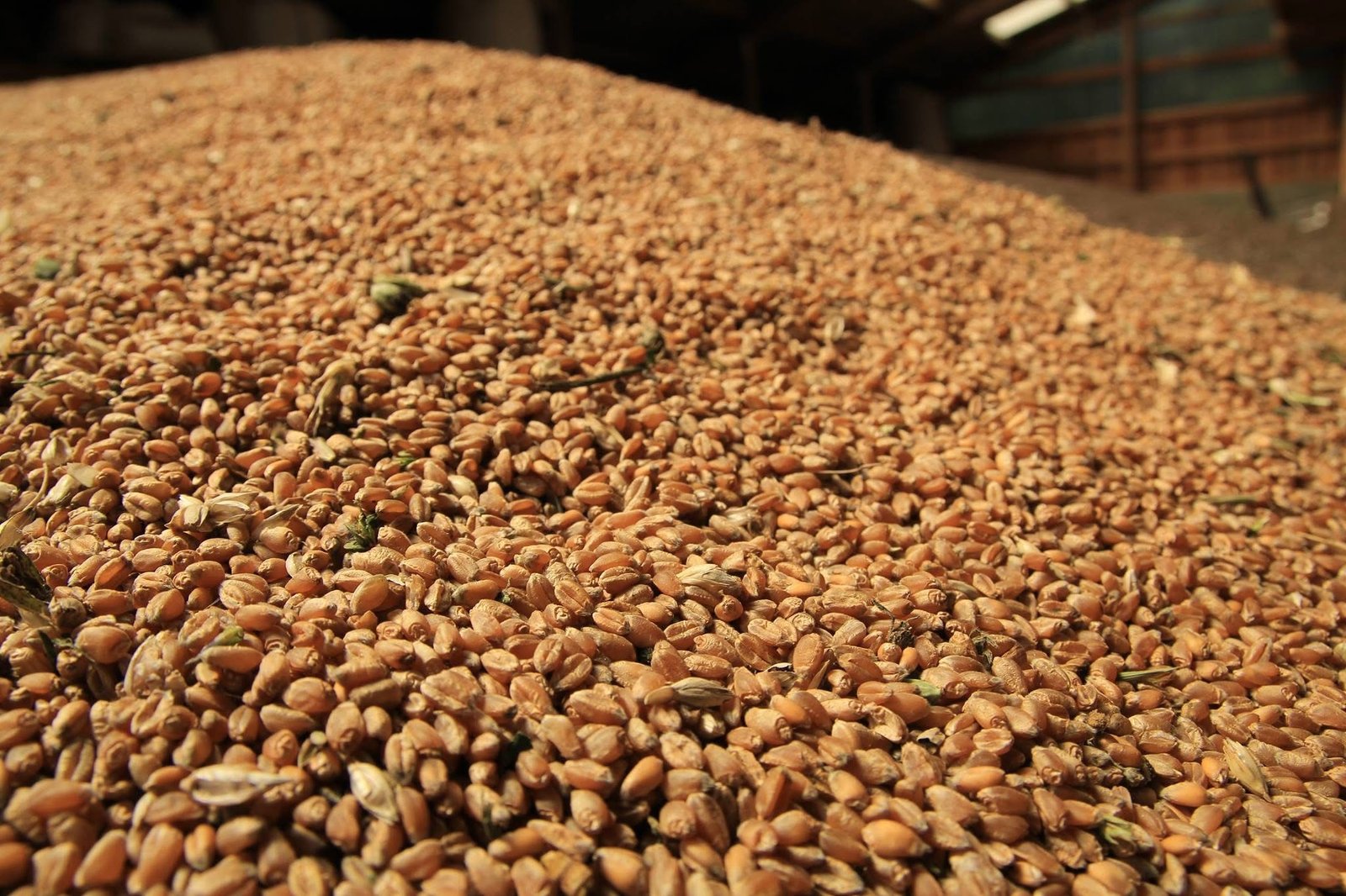 Notre production de farine bio