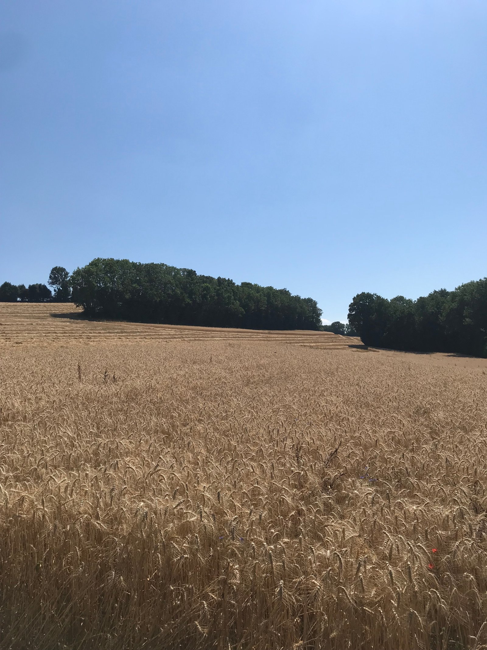 Farine bio artisanale